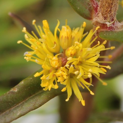 Strauss-Gilbweiderich / Lysimachia thyrsiflora