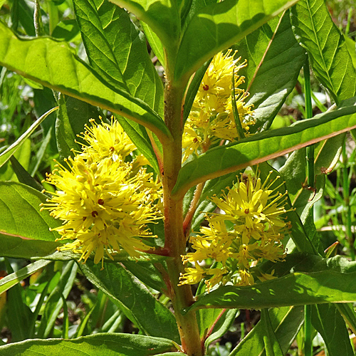 Strauss-Gilbweiderich / Lysimachia thyrsiflora