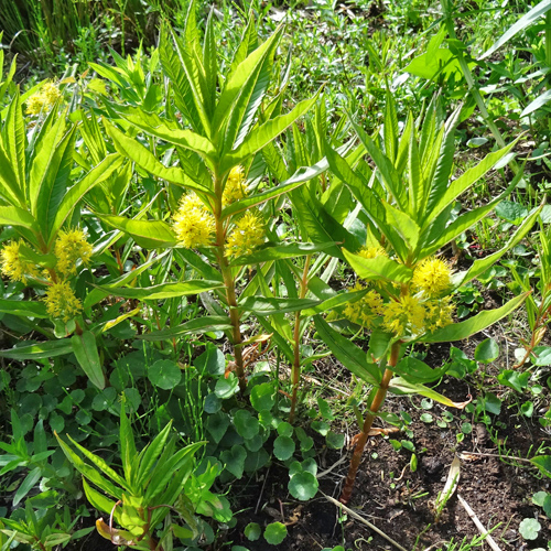 Strauss-Gilbweiderich / Lysimachia thyrsiflora