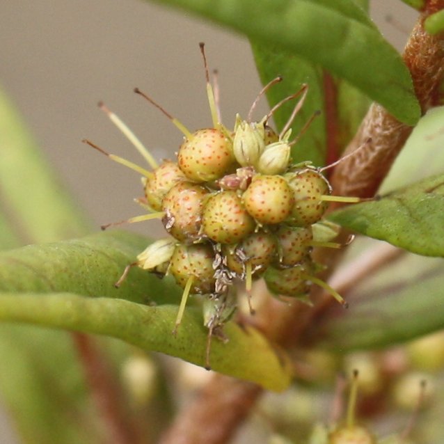 Strauss-Gilbweiderich / Lysimachia thyrsiflora