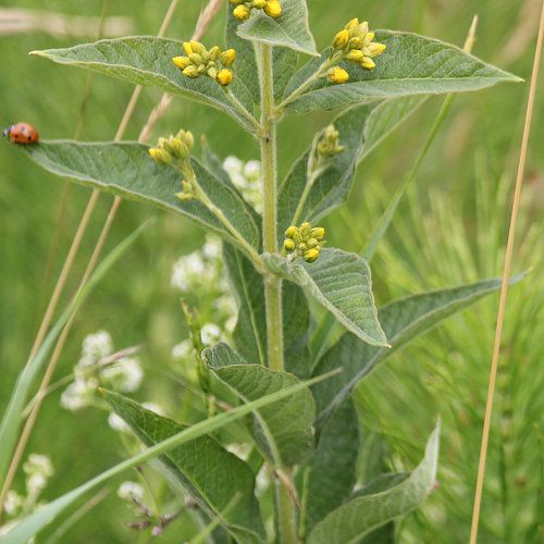 Gemeiner Gilbweiderich / Lysimachia vulgaris