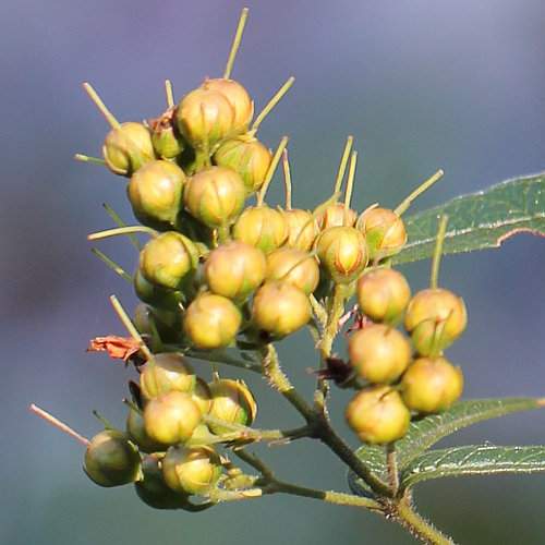 Gemeiner Gilbweiderich / Lysimachia vulgaris