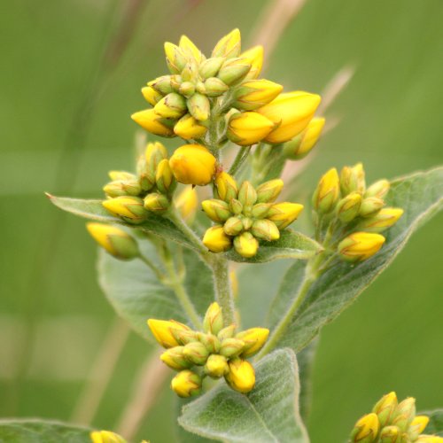 Gemeiner Gilbweiderich / Lysimachia vulgaris