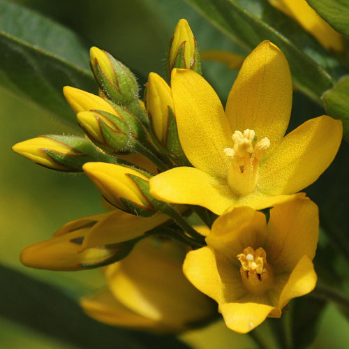 Gemeiner Gilbweiderich / Lysimachia vulgaris