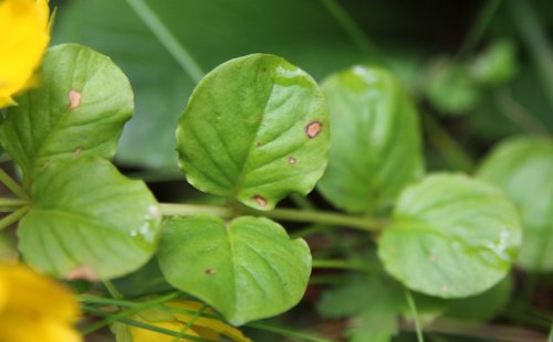 Pfennigkraut / Lysimachia nummularia