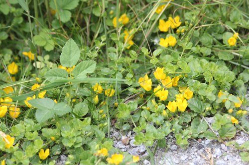 Pfennigkraut / Lysimachia nummularia