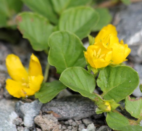 Pfennigkraut / Lysimachia nummularia