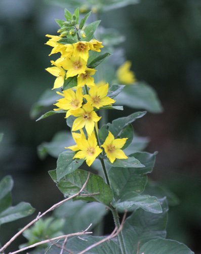 Punktierter Gilbweiderich / Lysimachia punctata