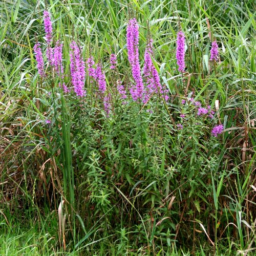 Gewöhnlicher Blutweiderich / Lythrum salicaria