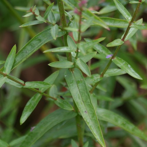 Gewöhnlicher Blutweiderich / Lythrum salicaria