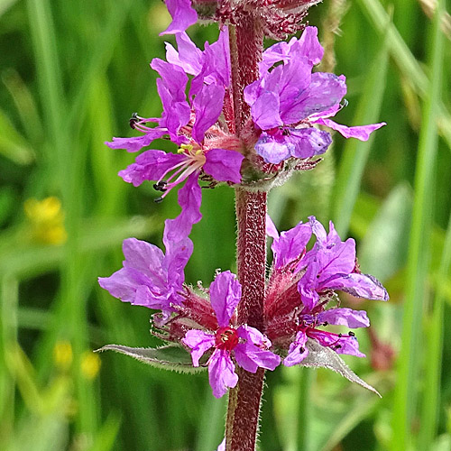 Gewöhnlicher Blutweiderich / Lythrum salicaria