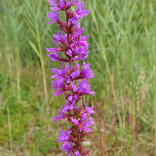 Gewöhnlicher Blutweiderich / Lythrum salicaria