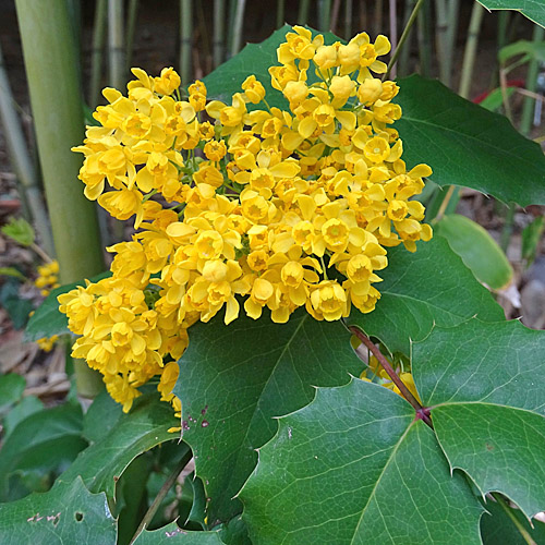 Mahonie / Mahonia aquifolium