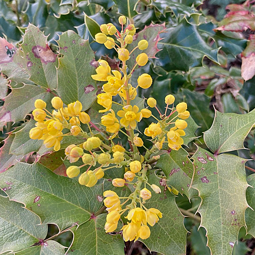 Mahonie / Mahonia aquifolium