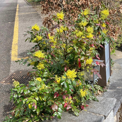 Mahonie / Mahonia aquifolium