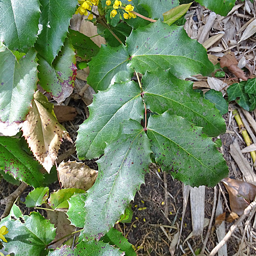 Mahonie / Mahonia aquifolium