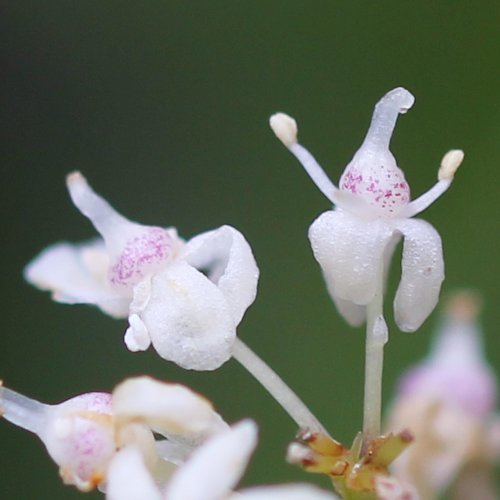 Zweiblättrige Schattenblume / Maianthemum bifolium