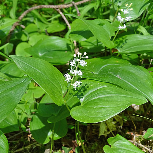 Zweiblättrige Schattenblume / Maianthemum bifolium