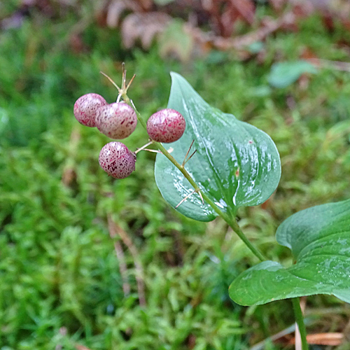 Zweiblättrige Schattenblume / Maianthemum bifolium