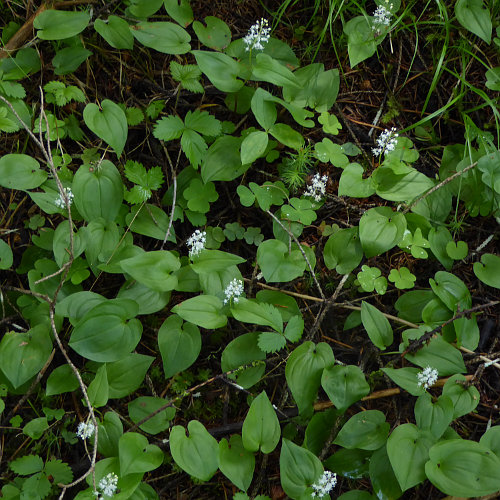 Zweiblättrige Schattenblume / Maianthemum bifolium