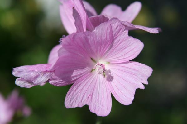 Siegmarswurz / Malva alcea