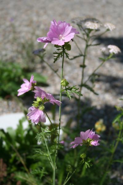 Siegmarswurz / Malva alcea