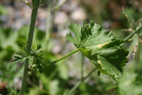 Siegmarswurz / Malva alcea