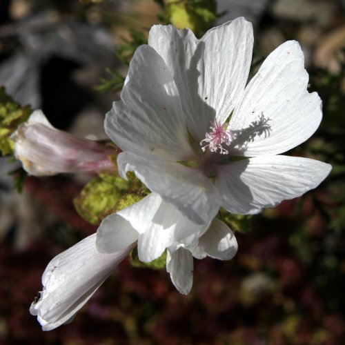 Siegmarswurz / Malva alcea