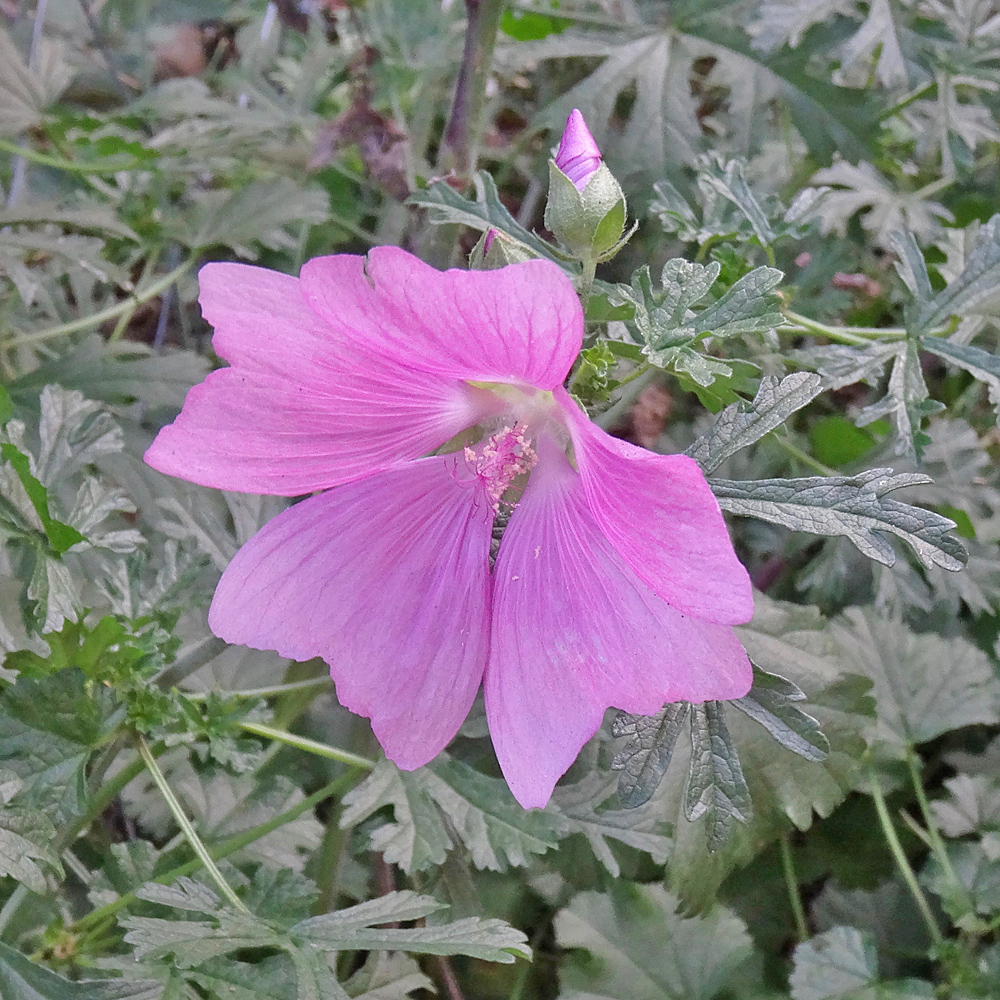 Siegmarswurz / Malva alcea (Foto: ©Christian Kaderli) Siegmarswurz / Malva alcea