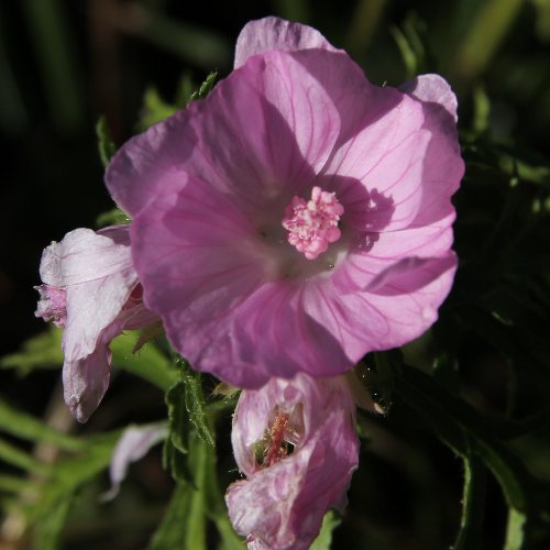 Bisam-Malve / Malva moschata