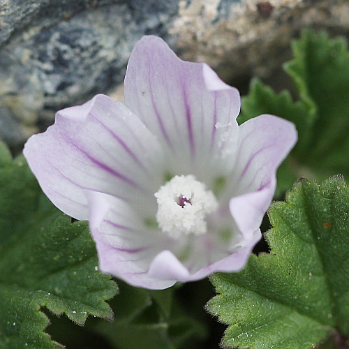 Weg-Malve / Malva neglecta