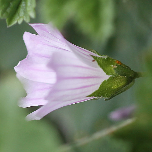 Weg-Malve / Malva neglecta