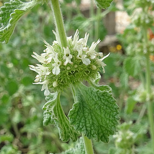 Gemeiner Andorn / Marrubium vulgare