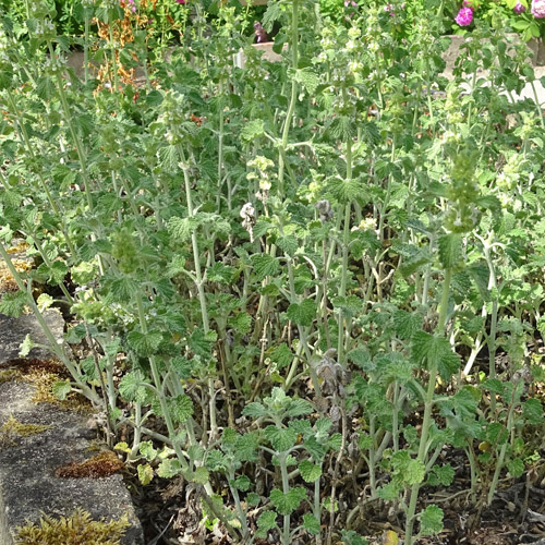 Gemeiner Andorn / Marrubium vulgare