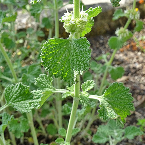 Gemeiner Andorn / Marrubium vulgare