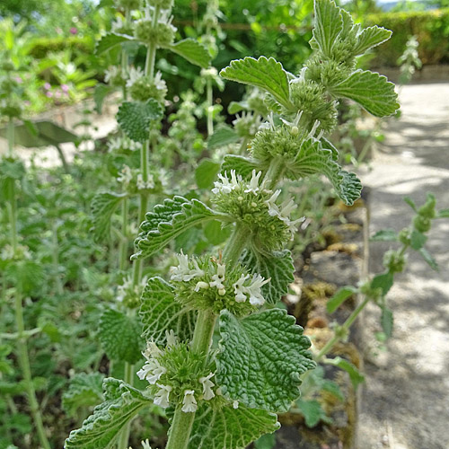 Gemeiner Andorn / Marrubium vulgare