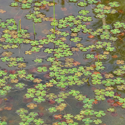 Kleefarn / Marsilea quadrifolia