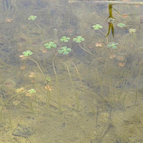 Kleefarn / Marsilea quadrifolia