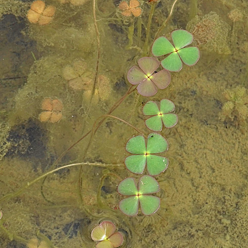 Kleefarn / Marsilea quadrifolia