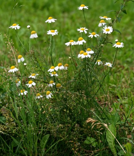 Echte Kamille / Matricaria chamomilla