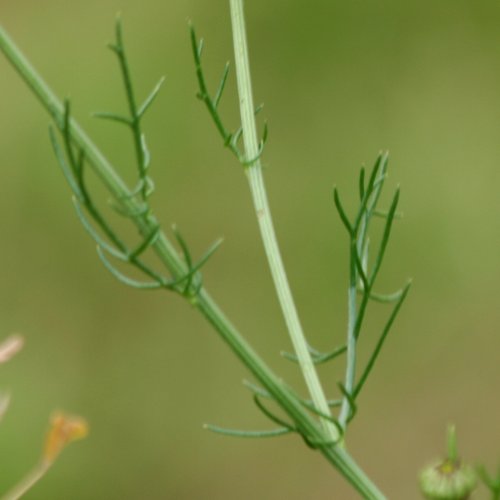 Echte Kamille / Matricaria chamomilla