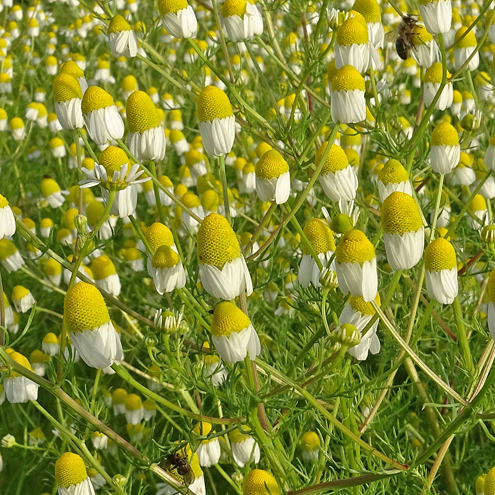 Echte Kamille / Matricaria chamomilla