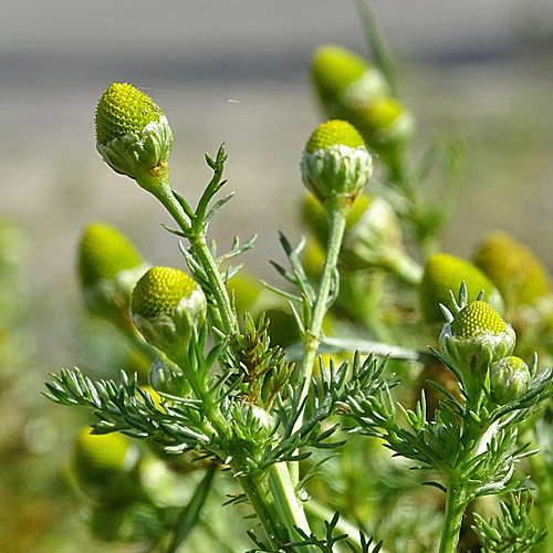 Strahlenlose Kamille / Matricaria discoidea