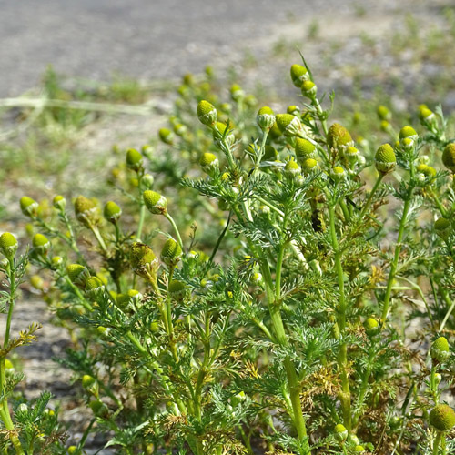 Strahlenlose Kamille / Matricaria discoidea