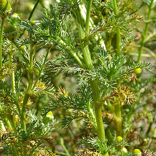 Strahlenlose Kamille / Matricaria discoidea