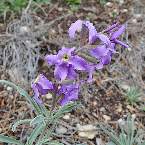 Trübe Levkoje / Matthiola fruticulosa