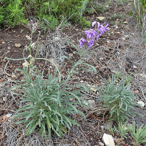 Trübe Levkoje / Matthiola fruticulosa