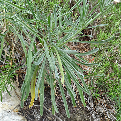 Trübe Levkoje / Matthiola fruticulosa