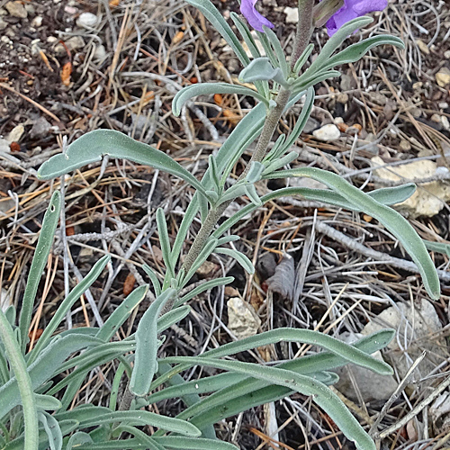 Trübe Levkoje / Matthiola fruticulosa