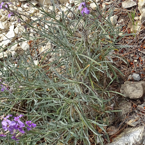 Trübe Levkoje / Matthiola fruticulosa